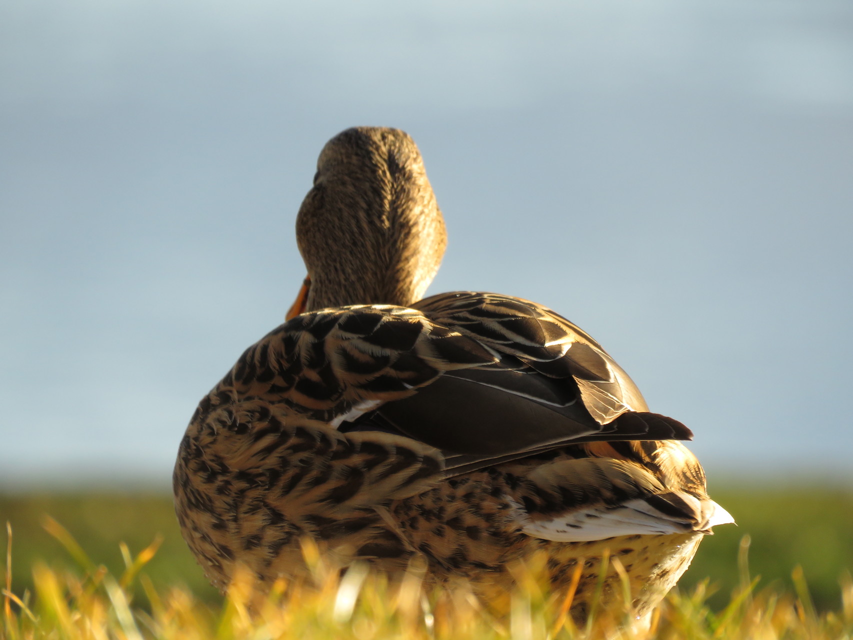 27_Ente mit Blick in die Ferne am Chiemsee in Bayern