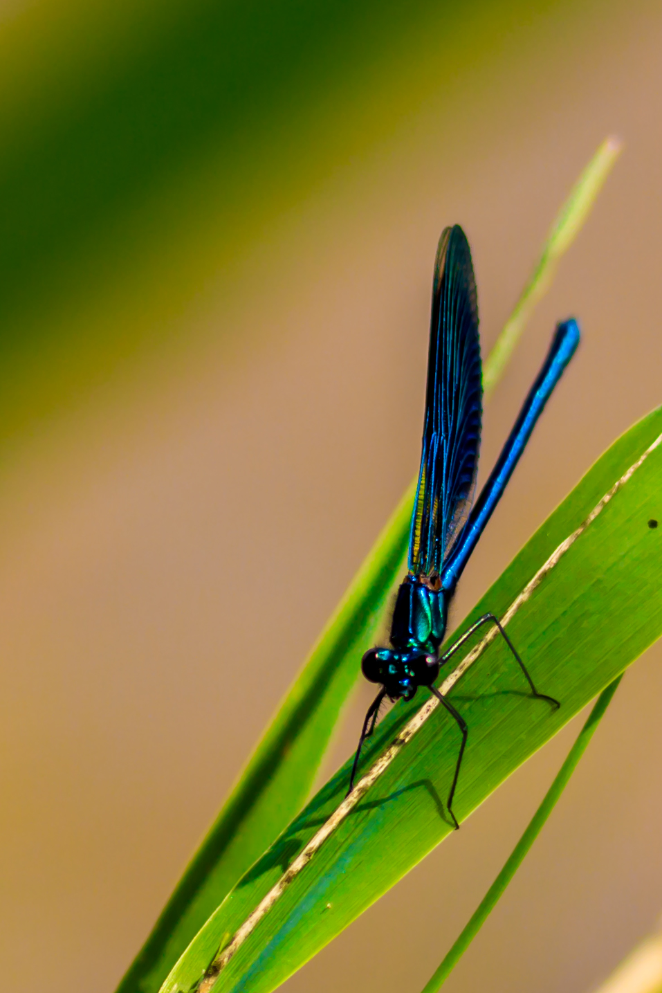 30_Libelle im Naturschutzgebiet Mönchbruch.