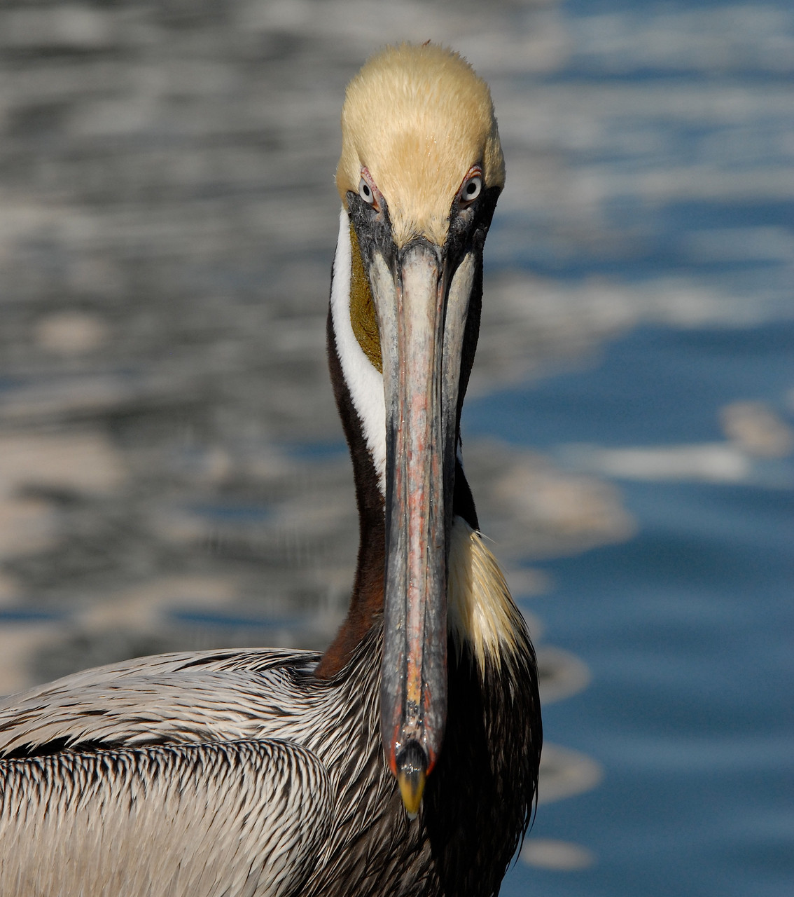 02_Pelikan (pelican) in Fort Walton Beach in Florida