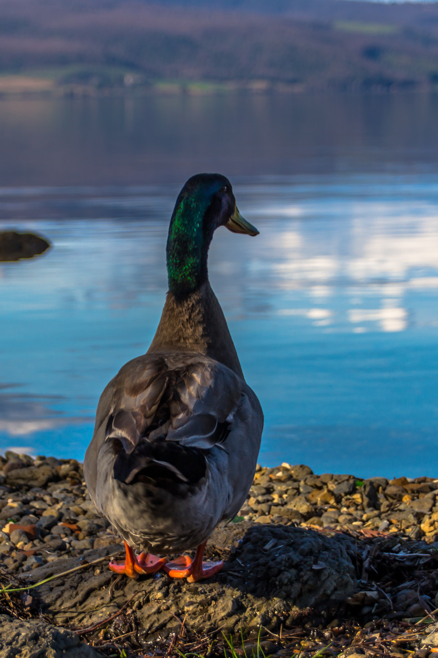 03_Stockente am Bracciano Lake.