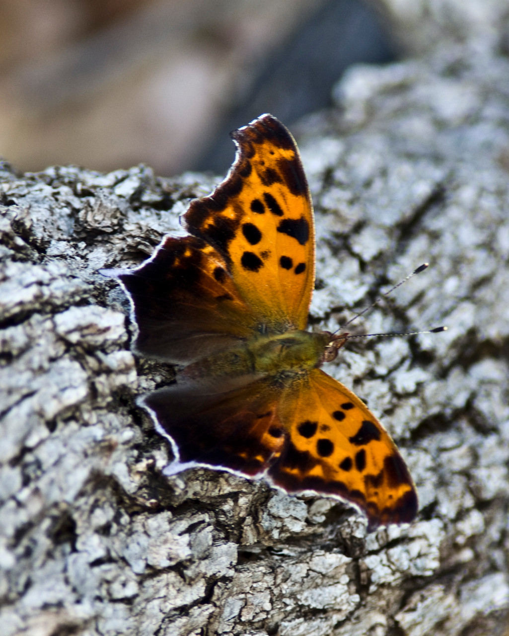 07_Schmetterling (butterfly) in Wichita Mountain in Oklahoma