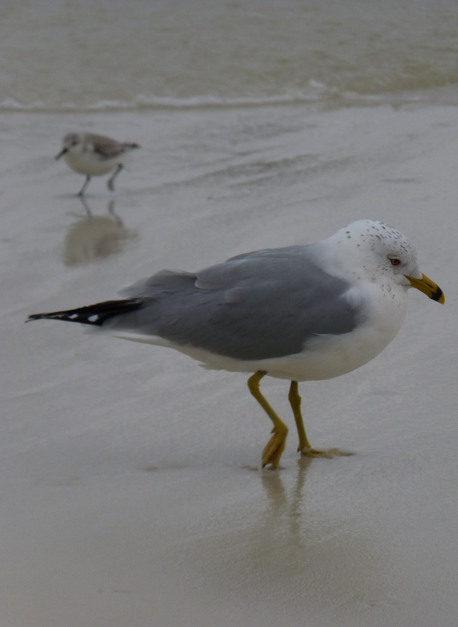 05_Möwe (gull) in Fort Walton Beach in Florida