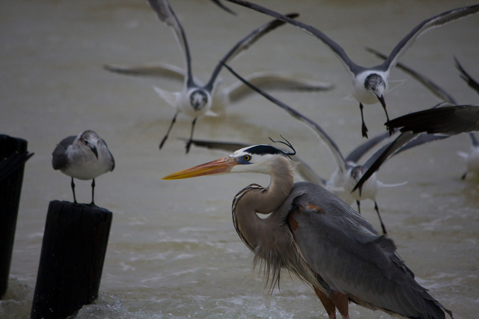 04_Möwen (gulls) umringen einen Graureiher (great blue heron) in Fort Walton Beach in Florida