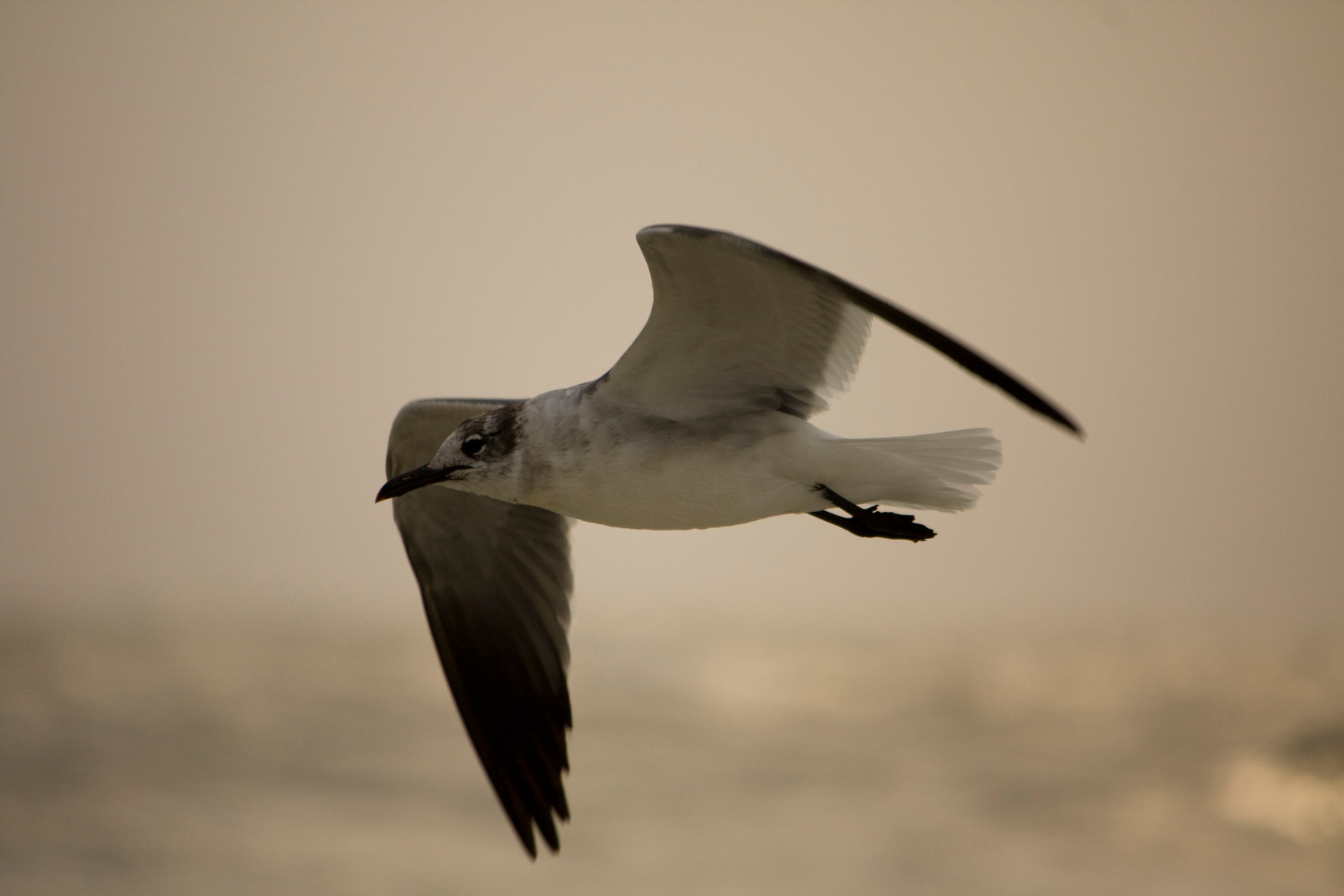 22_Möwe (gull) in Fort Walton Beach in Florida