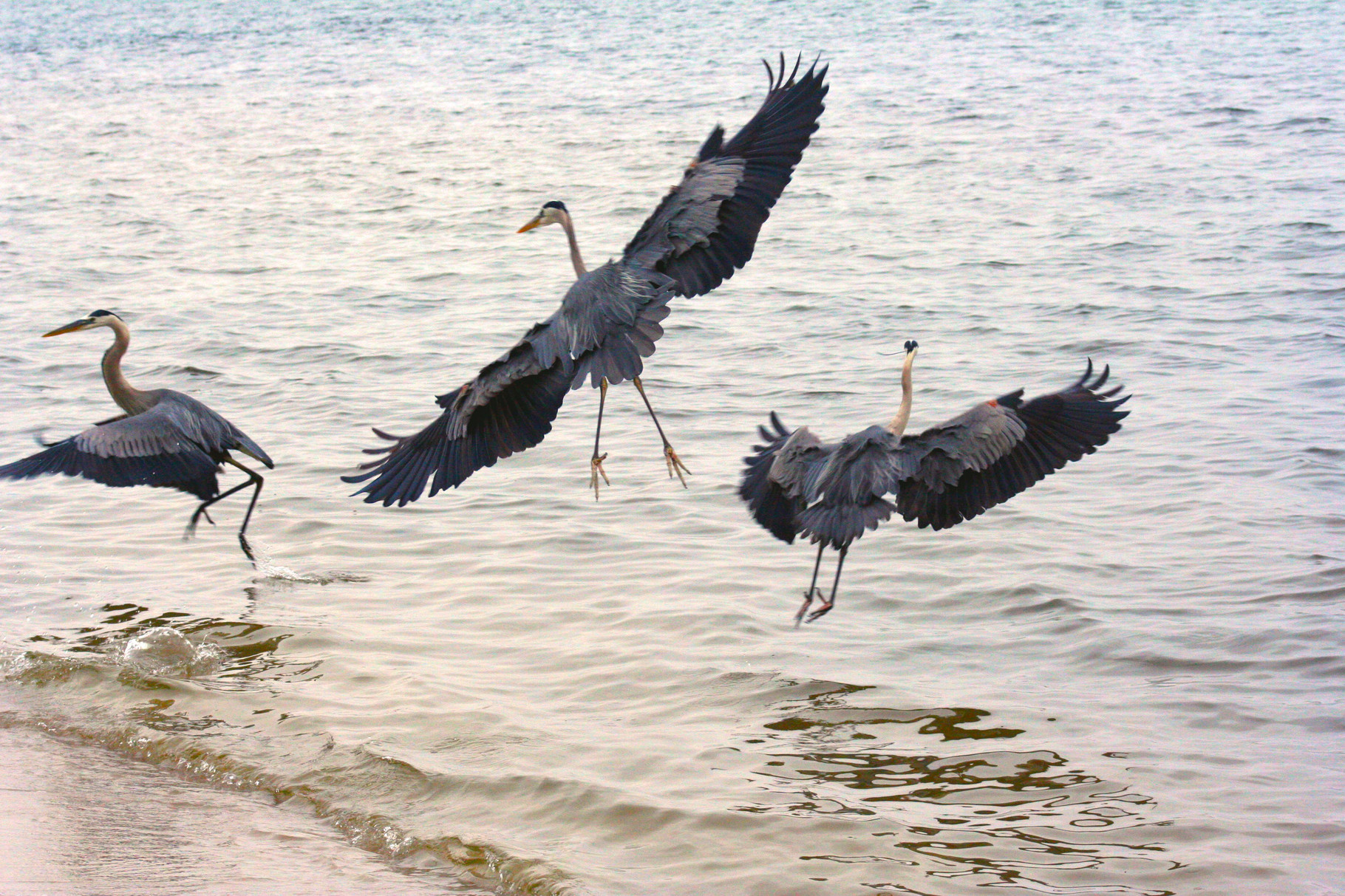 05_Graureiher (great blue herons) in Fort Walton Beach in Florida