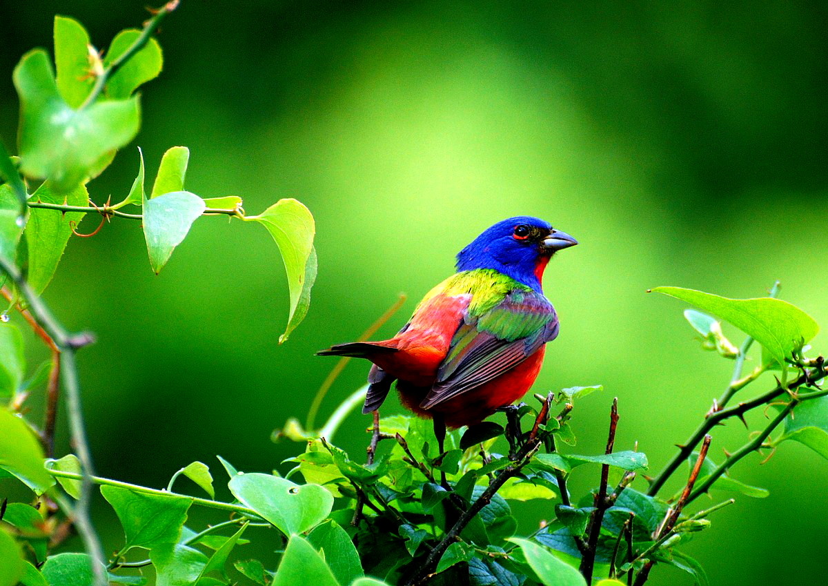 02_Papstfink (bunting) in Wichita Mountain in Oklahoma