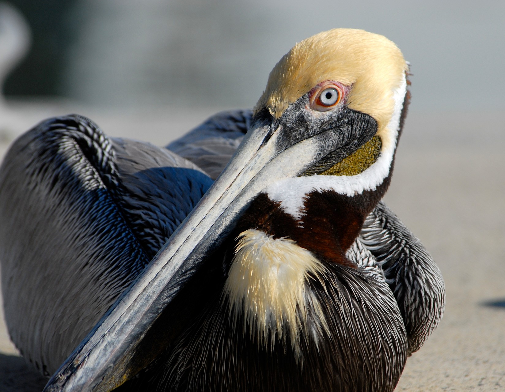 01_Pelikan (pelican) in Fort Walton Beach in Florida