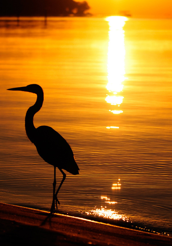 01_Graureiher (great blue heron) in Fort Walton Beach in Florida