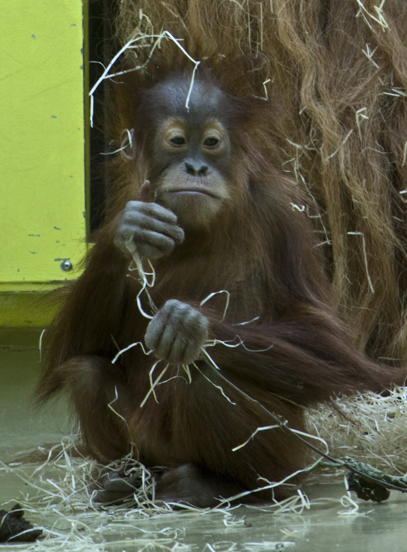 36_Orang Utan_Münchner Tierpark Hellabrunn