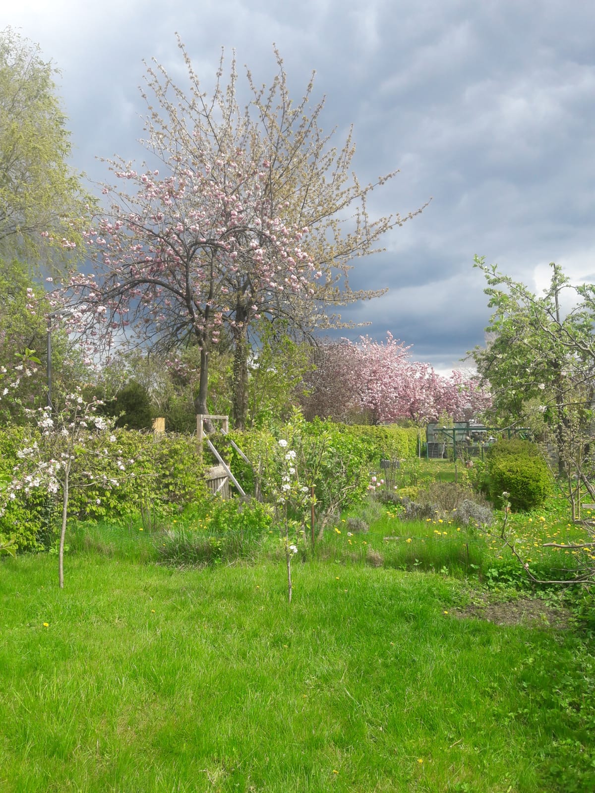 Zierkirschbaum im Eichenweg 2021