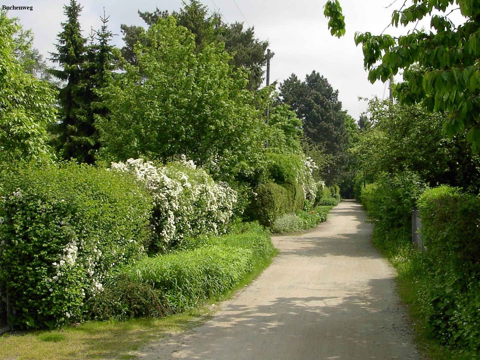 Buchenweg aus der Altanlage in Richtung Geteteich Mai 2011