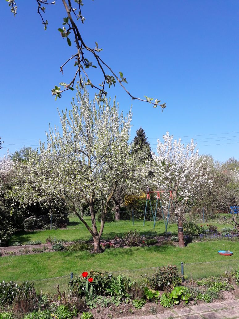 Kleingarten am Eichenweg in der Altanlage April 2018