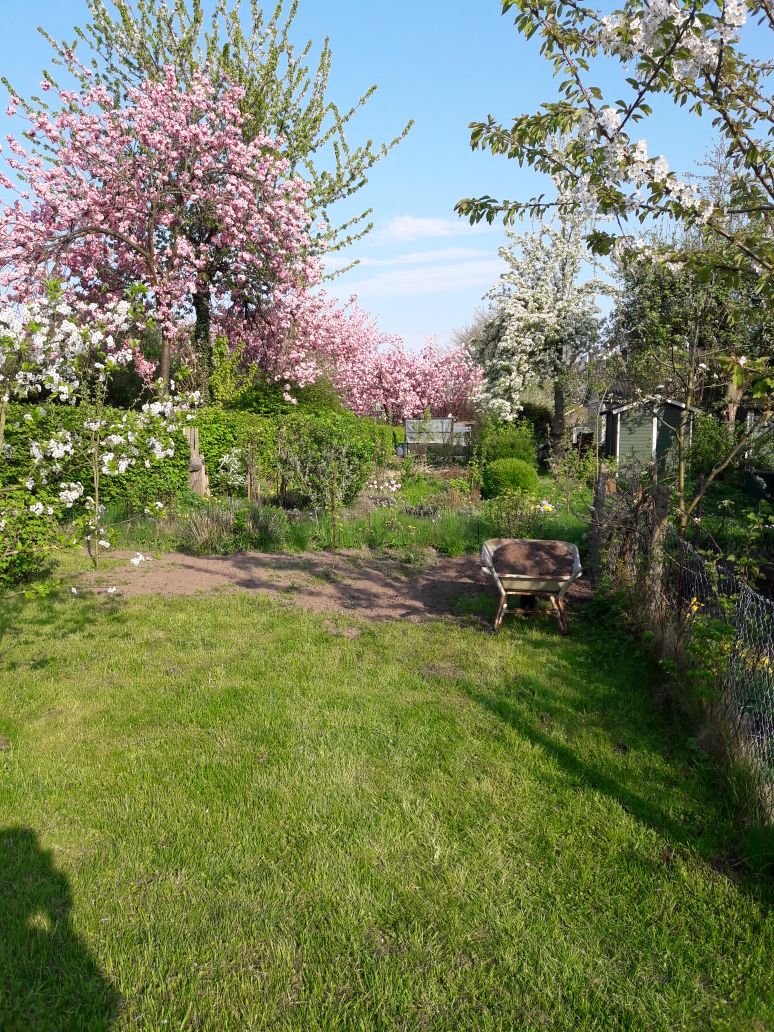 Obstbaumblüte in einem Kleingarten am Eichenweg der Altanlage April 2018