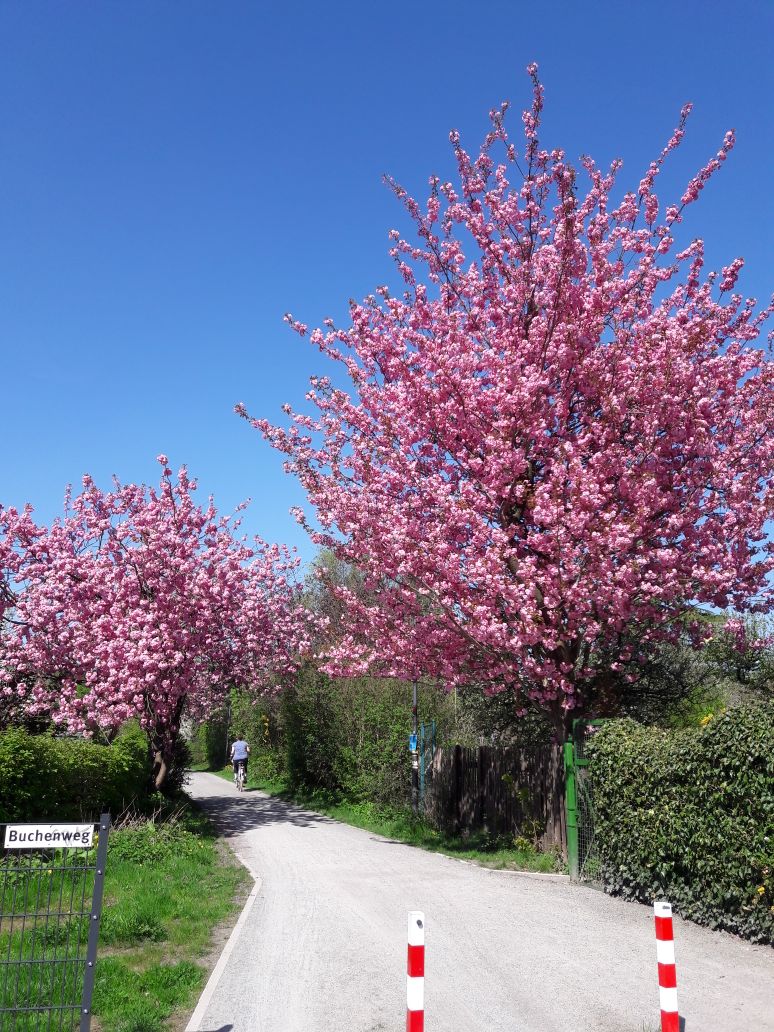 Buchenweg in der Altanlage in Richtung City April 2018