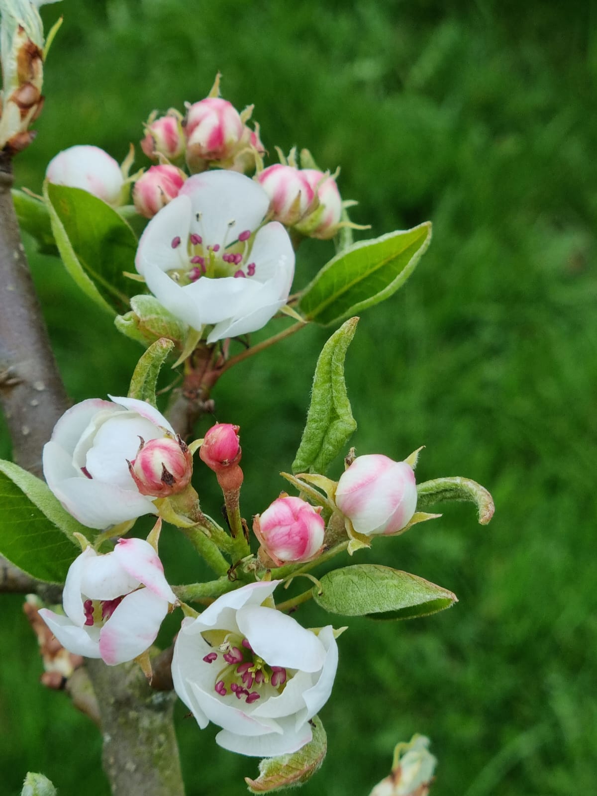 Birnbaum im Eichenweg April 2022