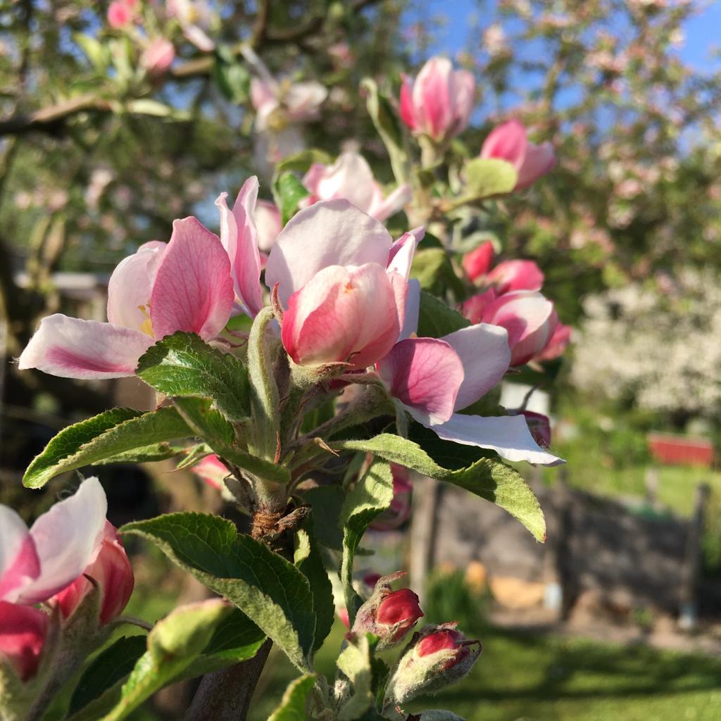 Apfelbaum im Feuerdornweg