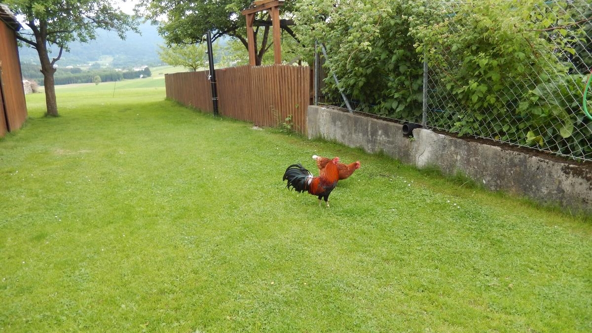 Unser Federvieh