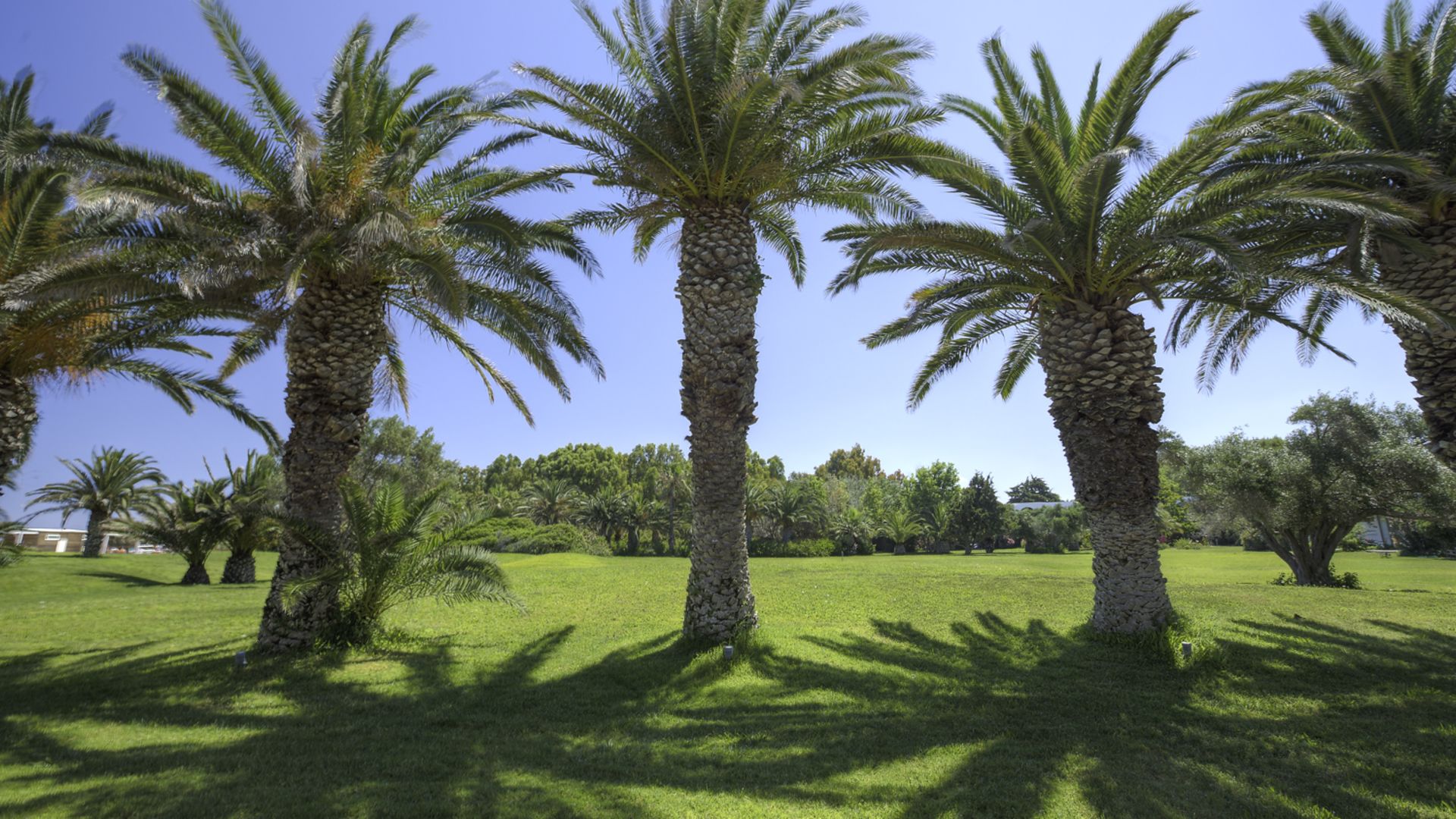 **** Hotel Caravia Beach auf der Insel Kos