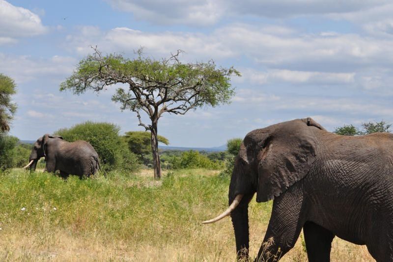 Safari & Baden in Tansania & Sansibar