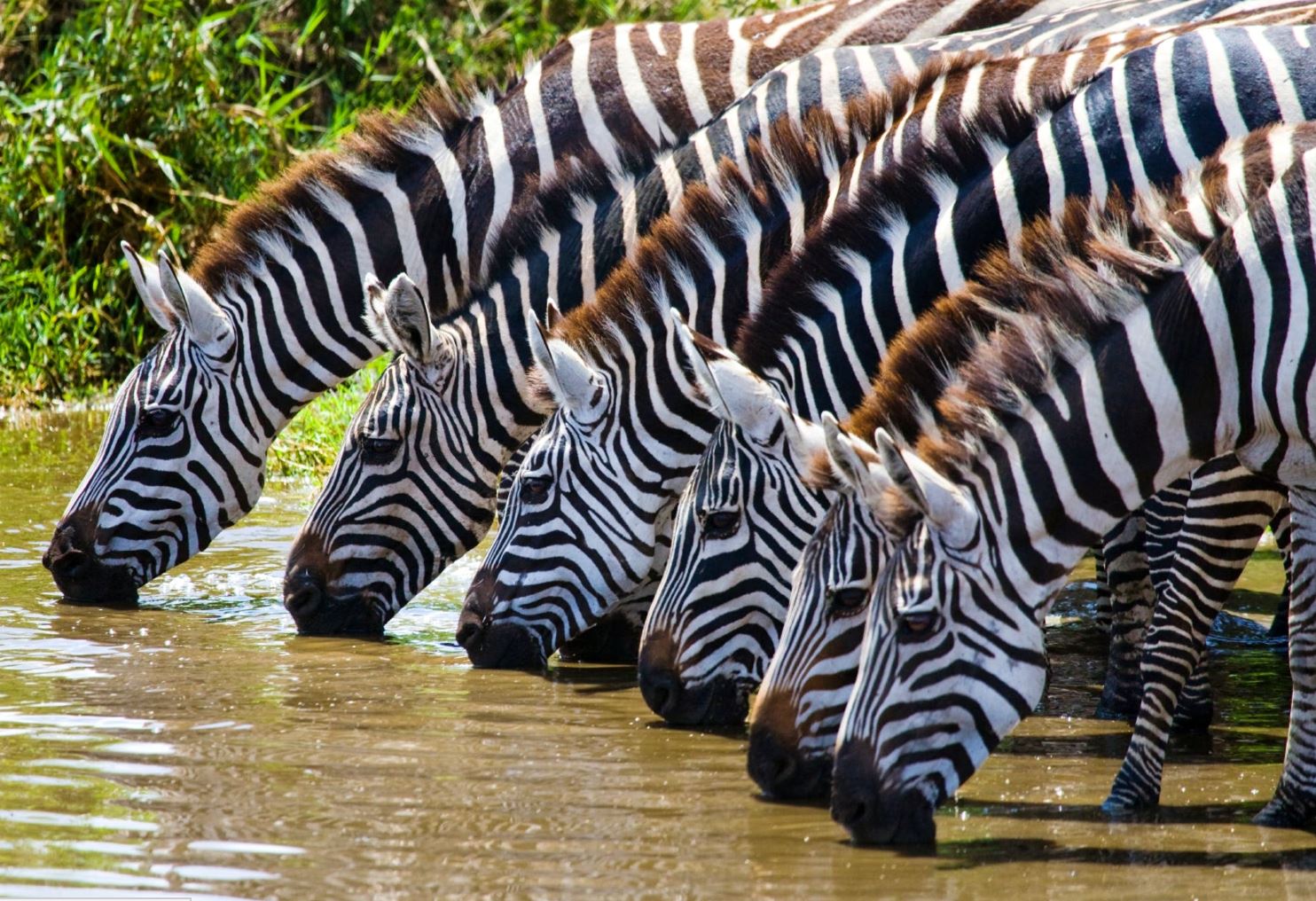 Safari & Baden in Tansania & Sansibar