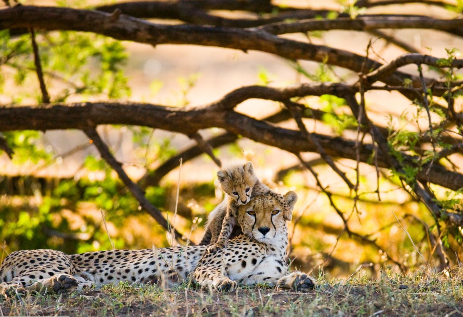 Safari & Baden in Tansania & Sansibar