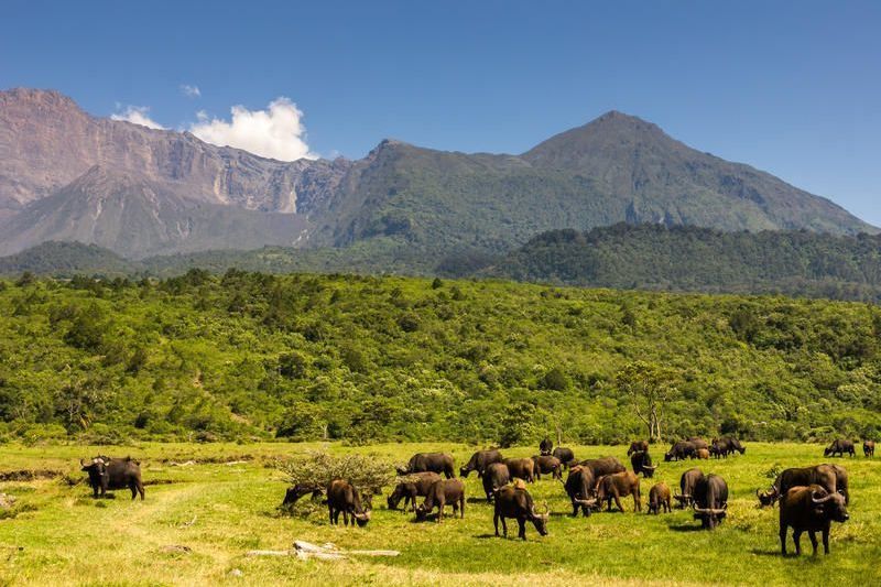Safari & Baden in Tansania & Sansibar