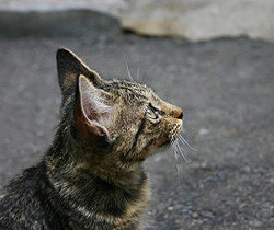 「大阪ねこの会」改名のごあいさつ