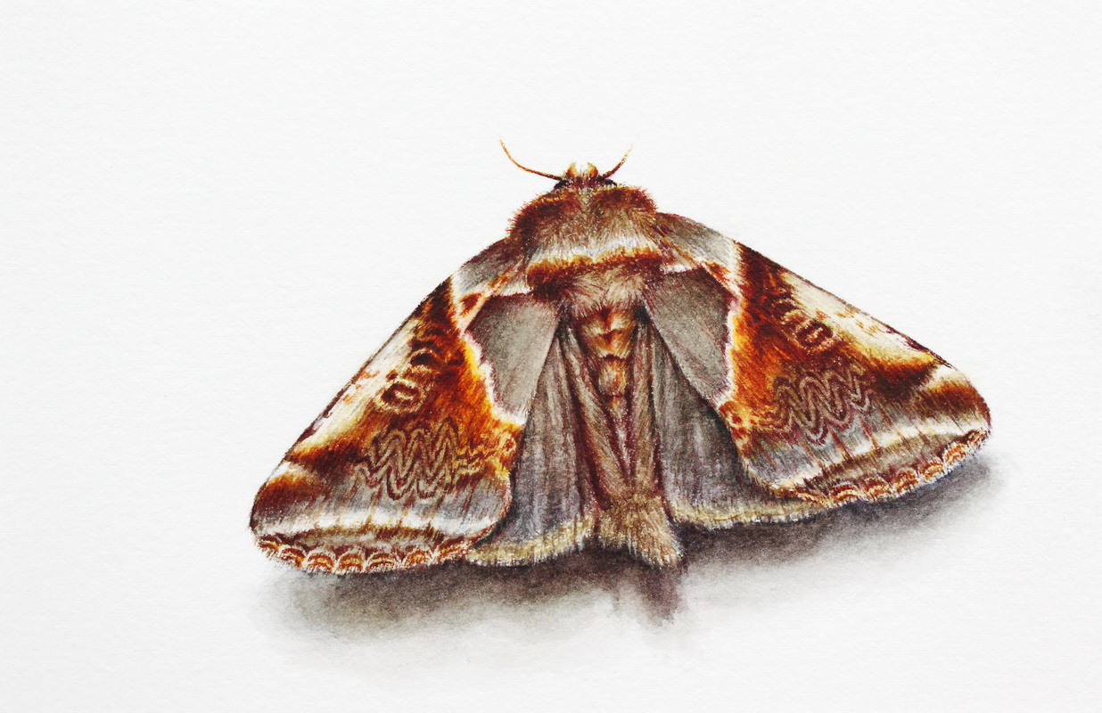 "Achat-Euelenspinner Habrosyne pyritoides", Watercolor on Paper, 10x15cm, 2014