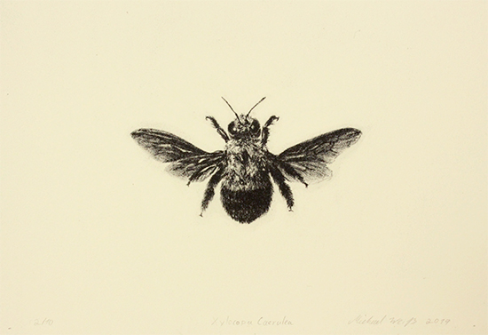 "Xylocopa cearulea" Lithography, 5,5x8in, Edition of 10, 2019