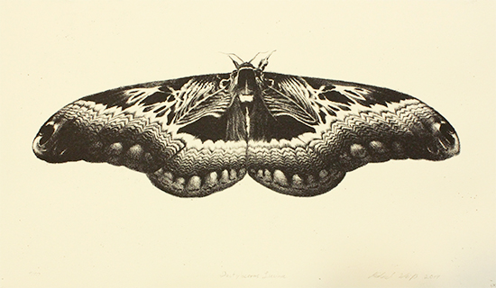 "Dactyloceras Lucina" Lithography, 9,5x11,25in, Edition of 10, 2019