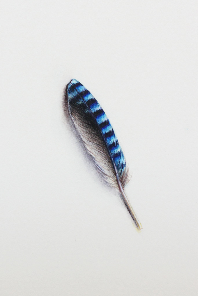 "Eichelhäherfeder", Watercolor on Paper, 15x10cm, 2013
