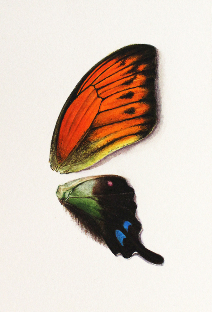 "Hebomoia Leucippe & Graphium Weiskei" Watercolor on Paper, 9x12,5cm, 2018