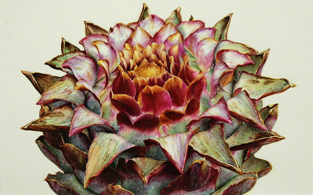 "Artischocke", Watercolor on Paper, 14,5x23cm, 2013
