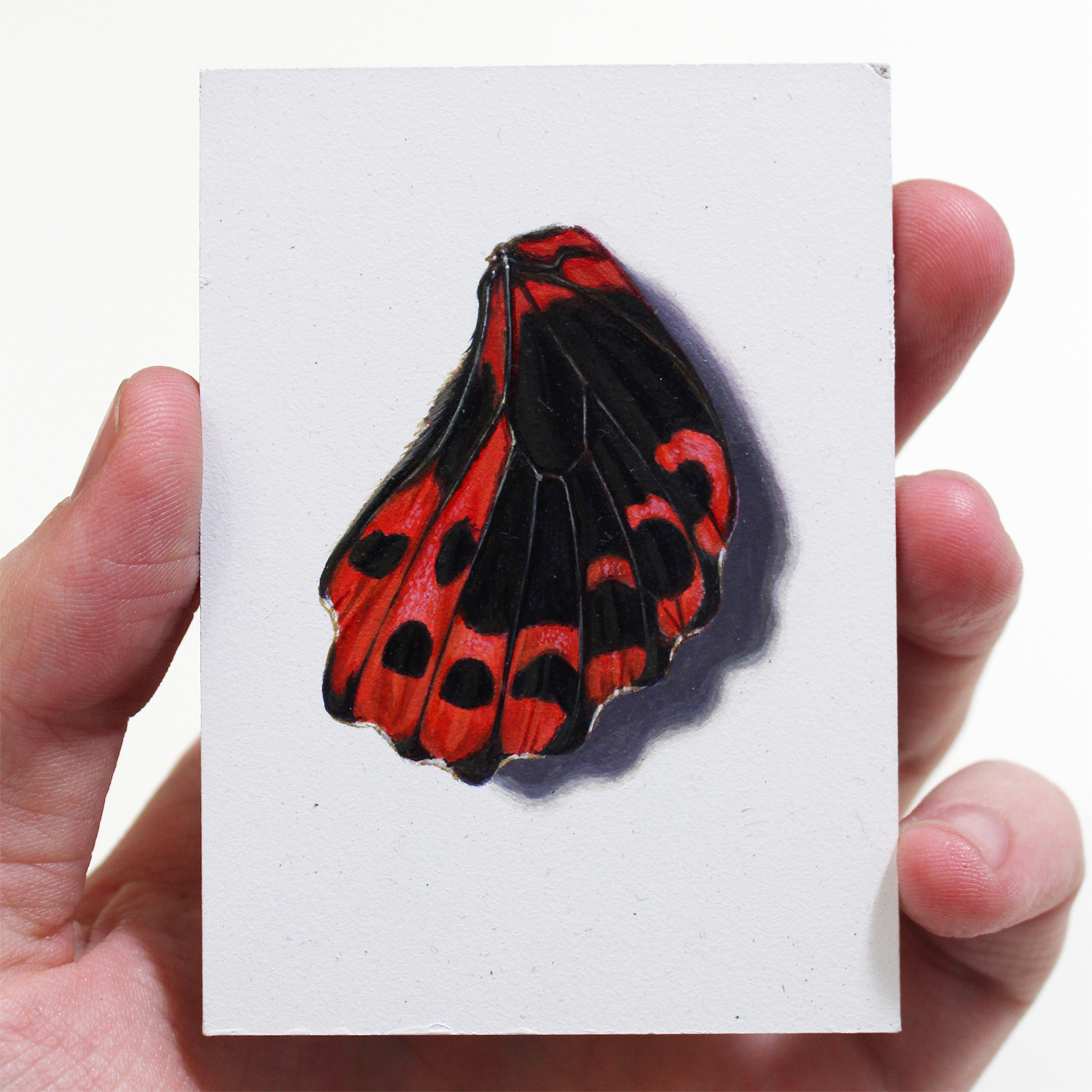 "Papilio Rumanzovia"  Acrylic on Panel, 3,5x2,5in, 2018
