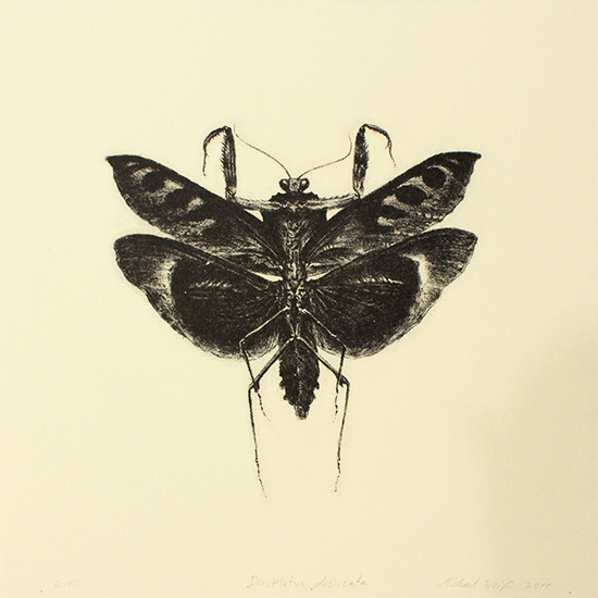"Deroplatys desiccata" Lithography, 9x9in, Edition of 10, 2019