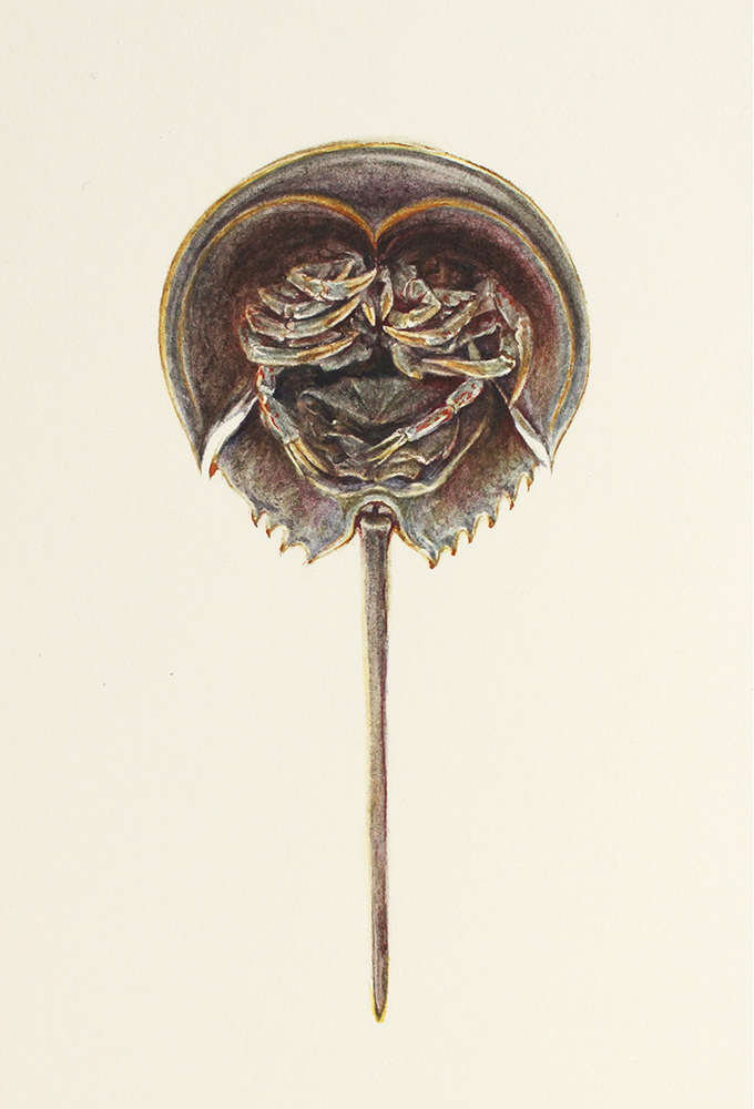 "Limulus" Watercolor on Paper, 9x12,5cm, 2018