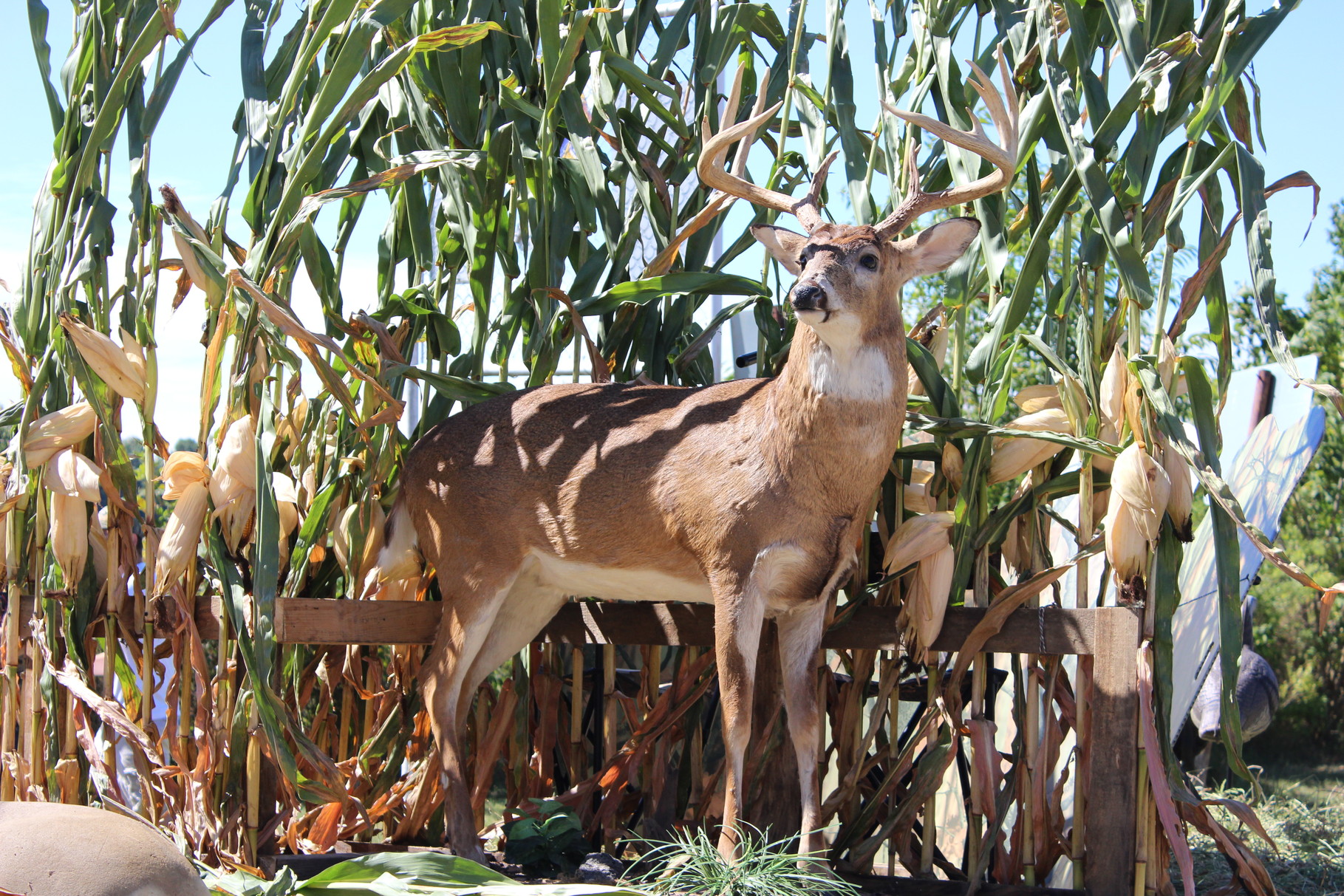 The Vannest Buck