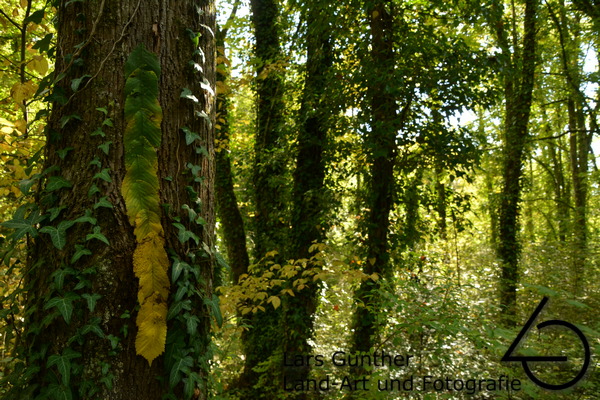 Blätter an einem Baum geheftet - Eichstätt Lämmertal