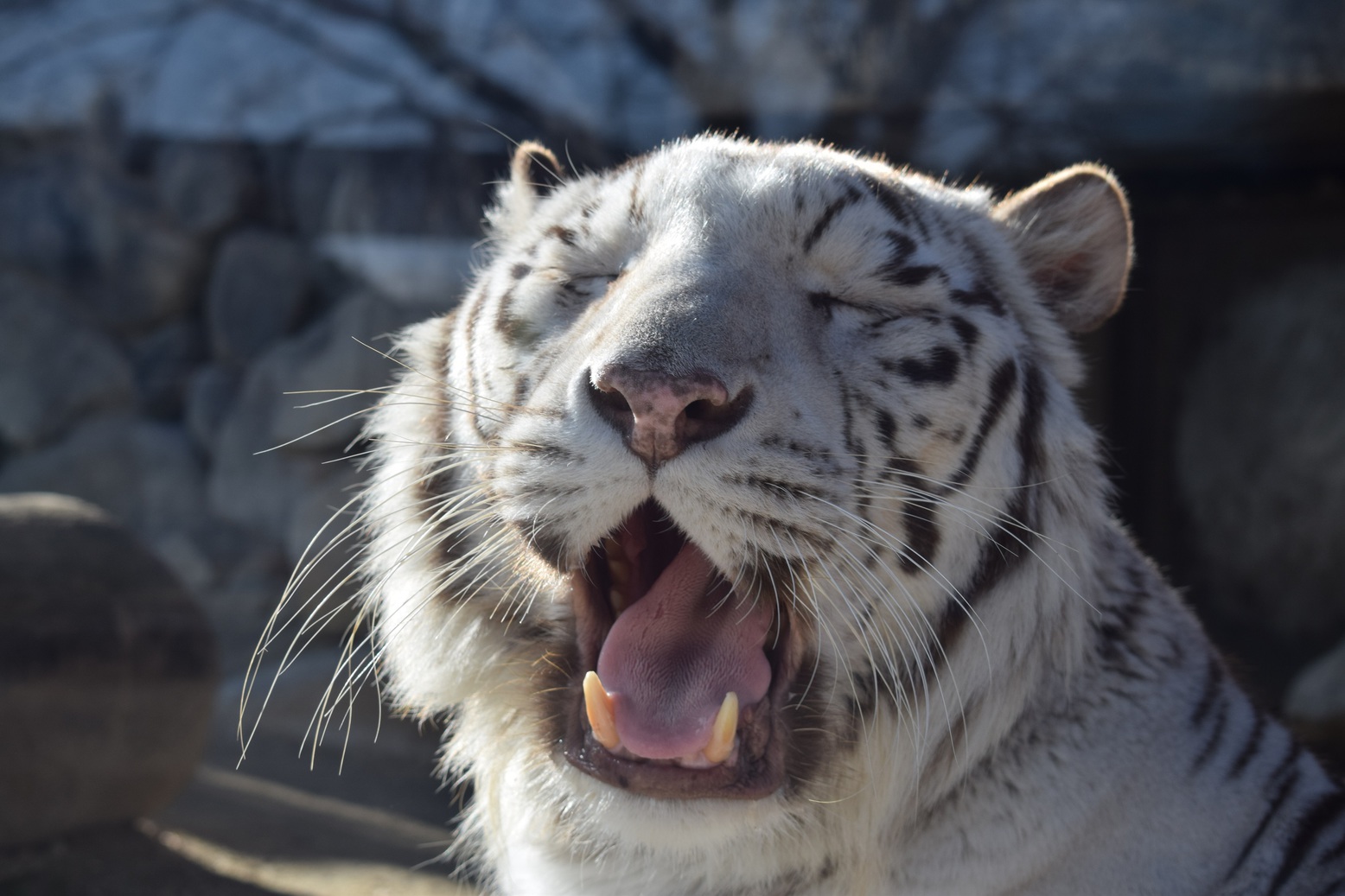 もう直ぐ夏休みが終わっちゃう！そうだ東武動物公園へ行こう！！