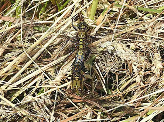 Großer Blaupfeil, Kopula, Foto: Horst Schlüter