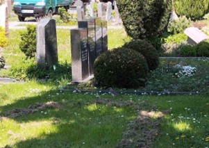 Wer sieht die Wacholderdrossel?