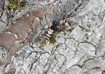Gefleckter Schmalbock