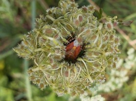Beerenwanze im der Wilden Möhre