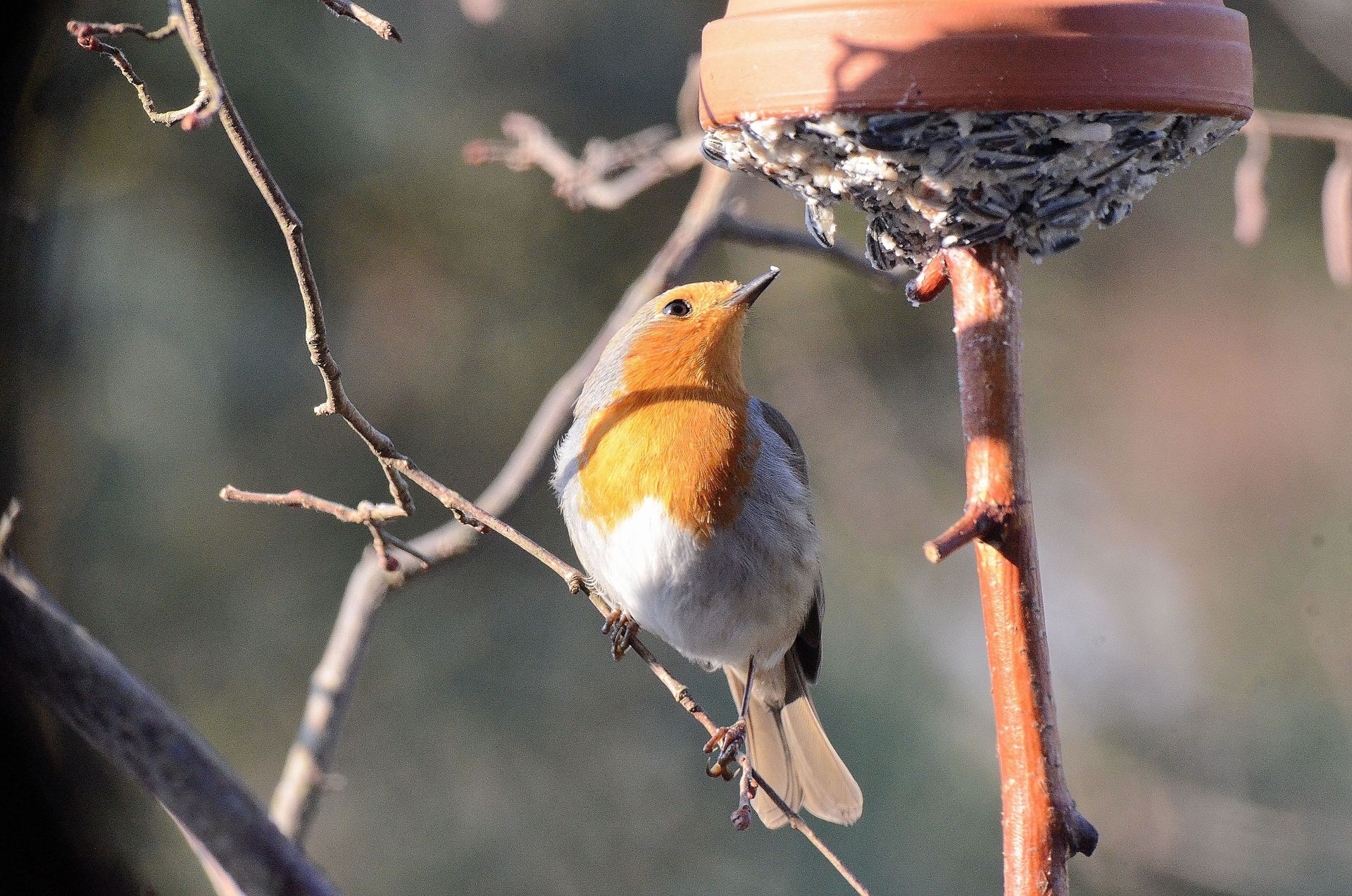 Rotkehlchen, Foto: Walter Weinbrenner