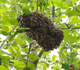 Bienenschwarm, Foto: Ralf Weller