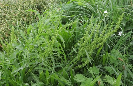 Schmalblättriger Ampfer - Rumex stenophyllus, Foto Rainer Siegle