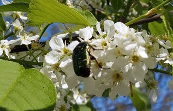 Rosenkäfer