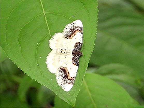 Pfaffenhütchen-Harlekin, Foto: Horst Schlüter