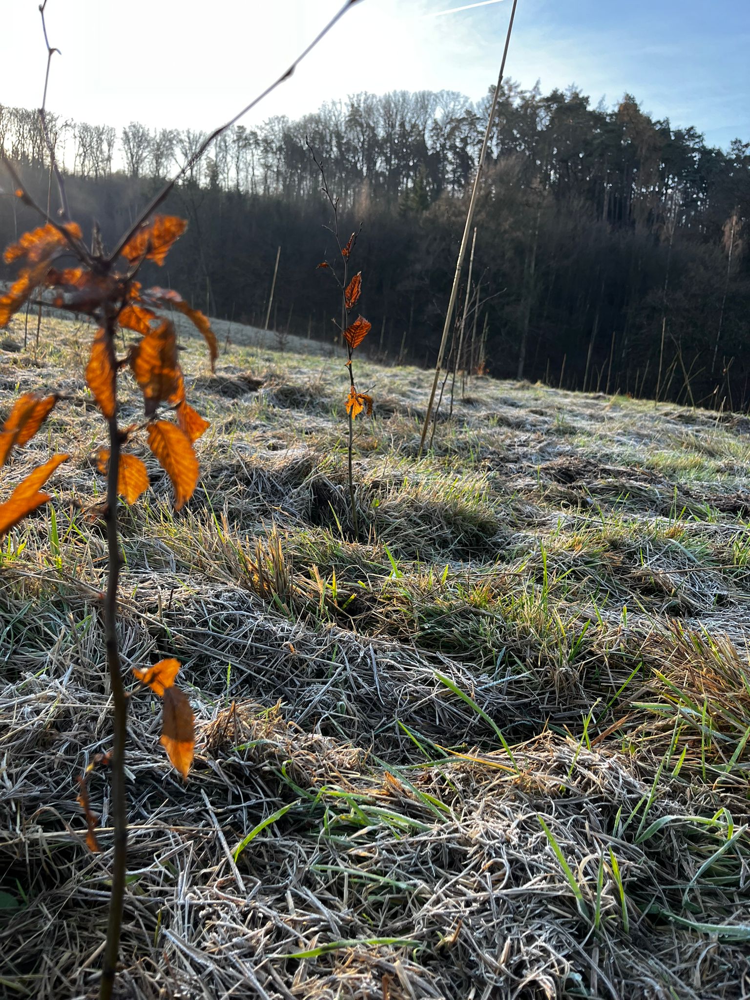 Neu angelegte Wiesenaufforstung