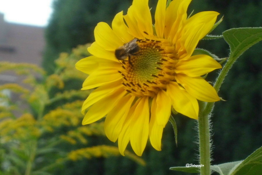 Sonnenblume/Gartenaufnahme/Blumen&Pflanzen